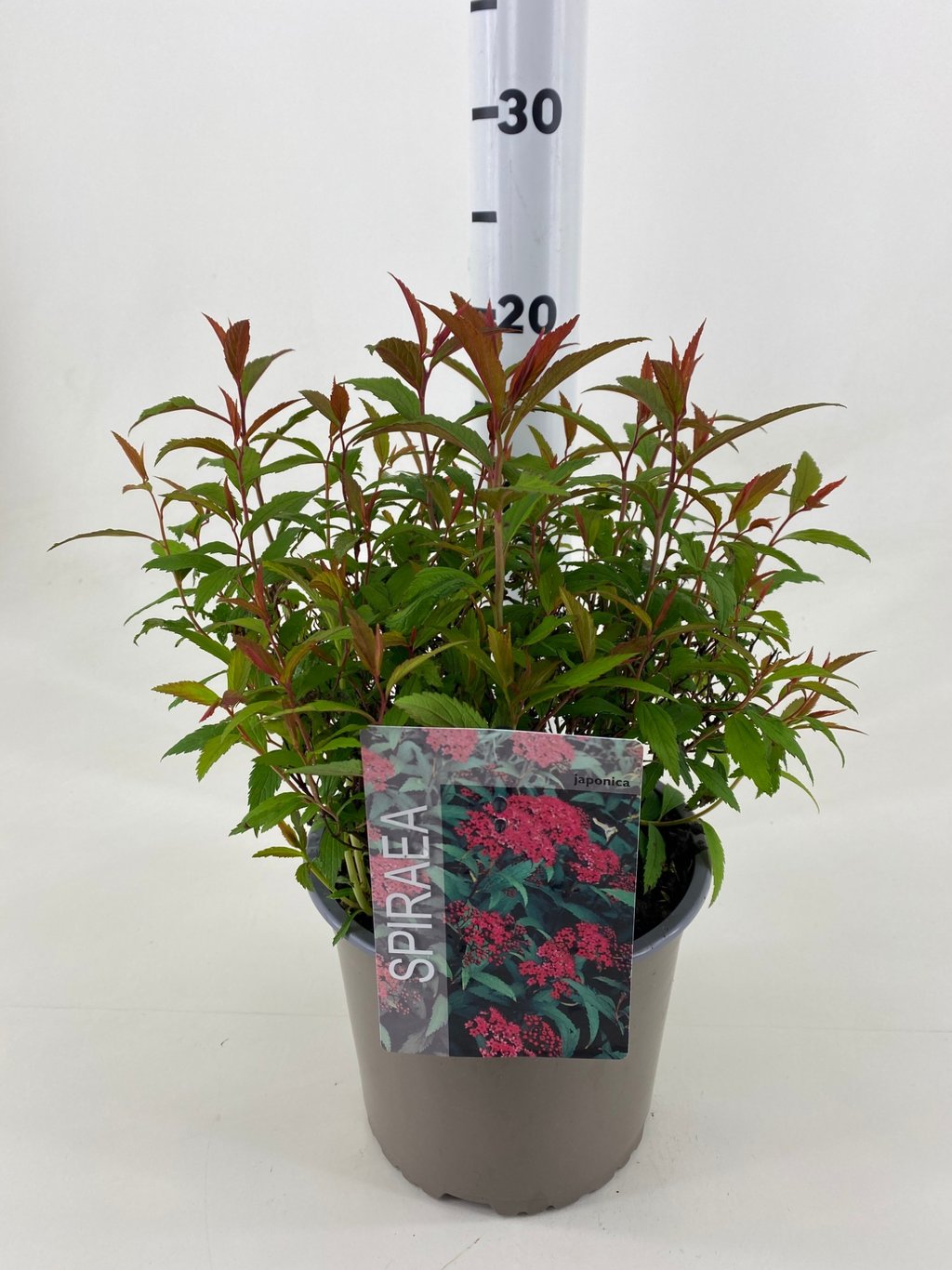 Spiraea jap. 'Anthony Waterer' - C3 20-30 CM